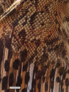 Liquid Cheetah V-Neck Badpak Cheetah/Snake